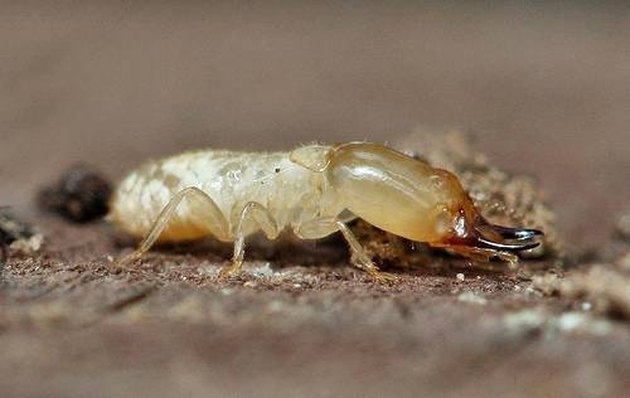 How to Treat a Yard for Termites | Hunker