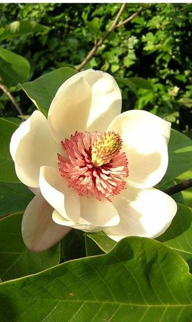 Tips on Magnolia Tree Care | Hunker