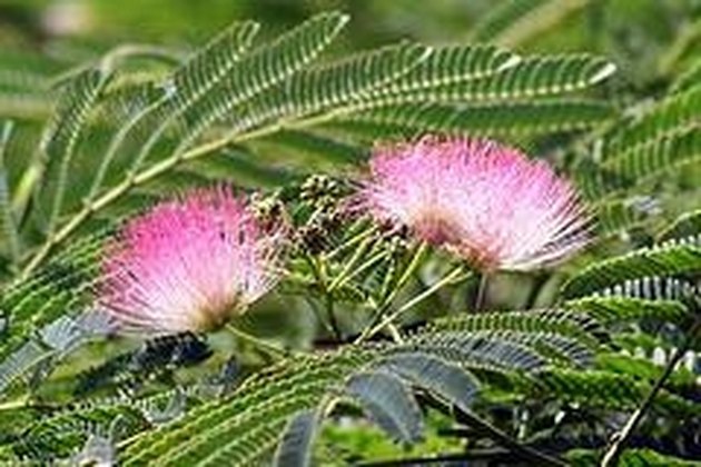 What Does a Mimosa Tree Look Like? | Hunker