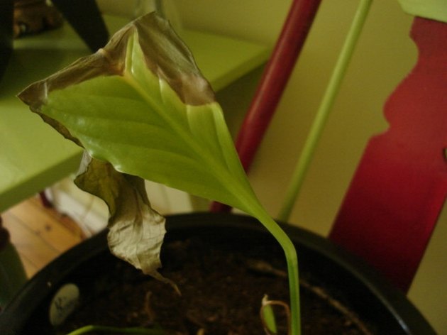 why-do-indoor-plant-leaves-turn-brown-hunker