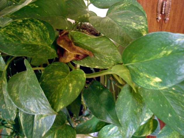 why-do-indoor-plant-leaves-turn-brown-hunker