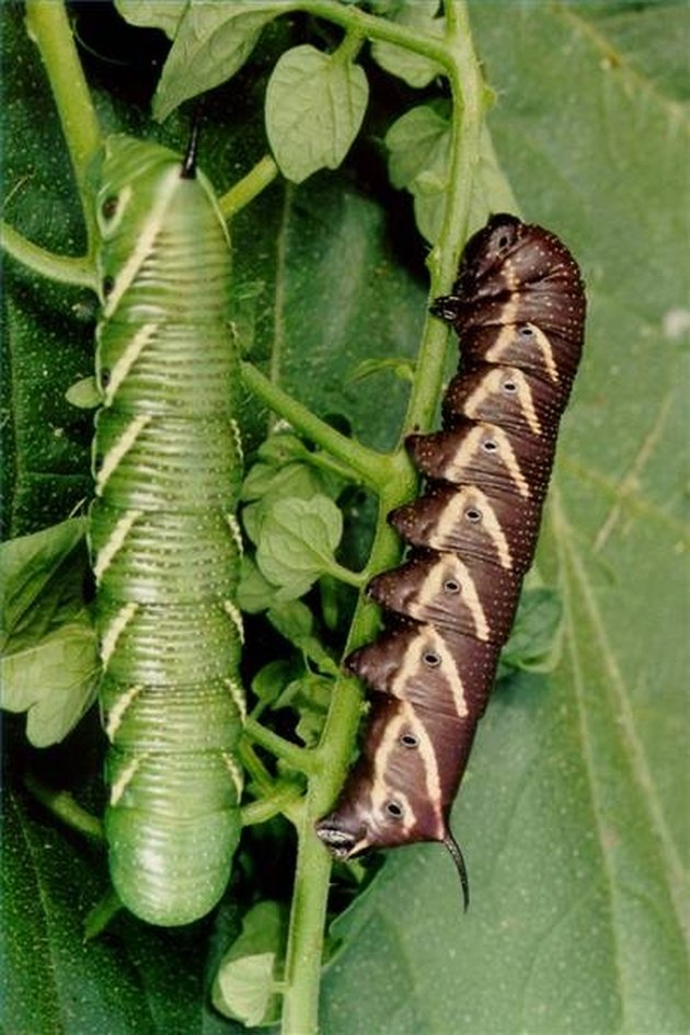 How To Get Rid Of Caterpillars In A Vegetable Garden | Hunker