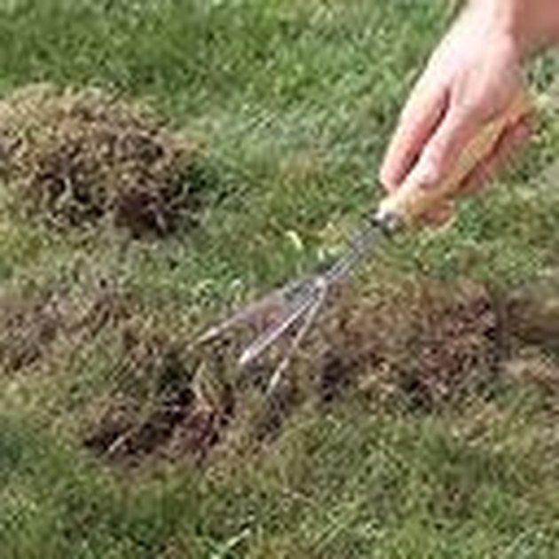 How to Repair and Reseed Dead spots on Your Lawn | Hunker