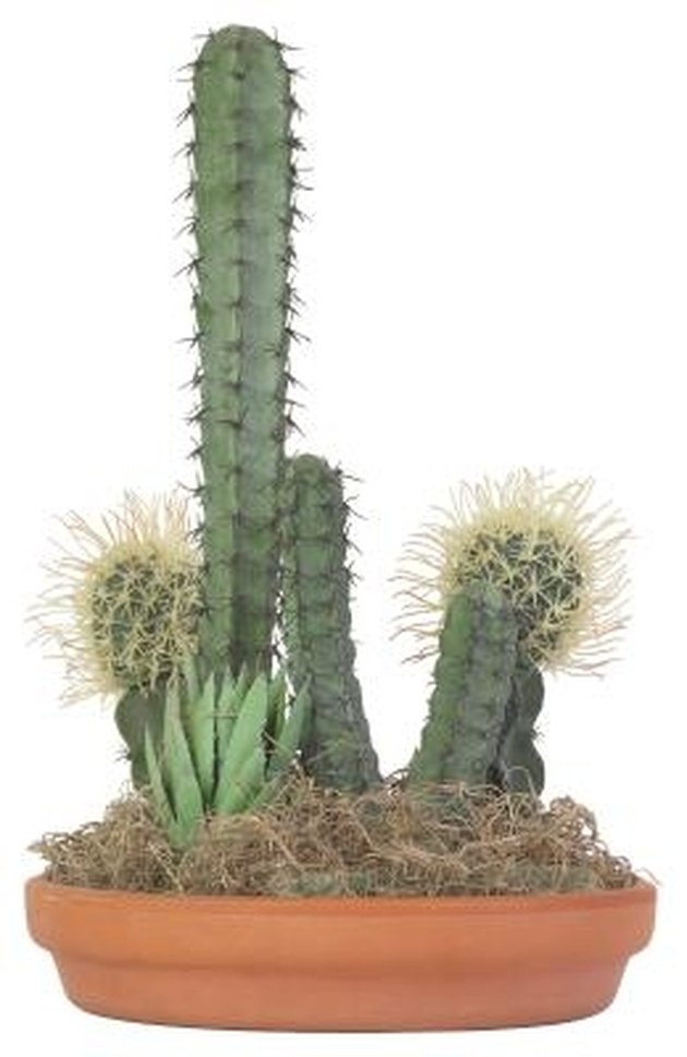 How to Clone a Cactus | Hunker