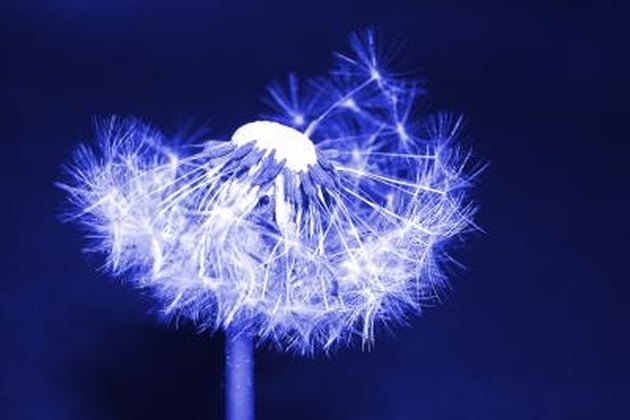 How Does a Dandelion Reproduce? Hunker