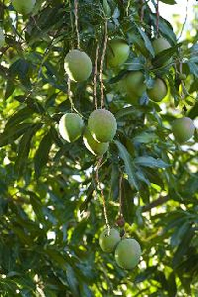 mango mango