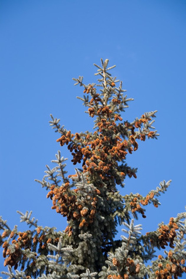 The Best Time to Plant Colorado Blue Spruce Trees Hunker