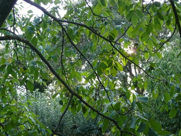 Tennessee Fruit Nut Trees Hunker