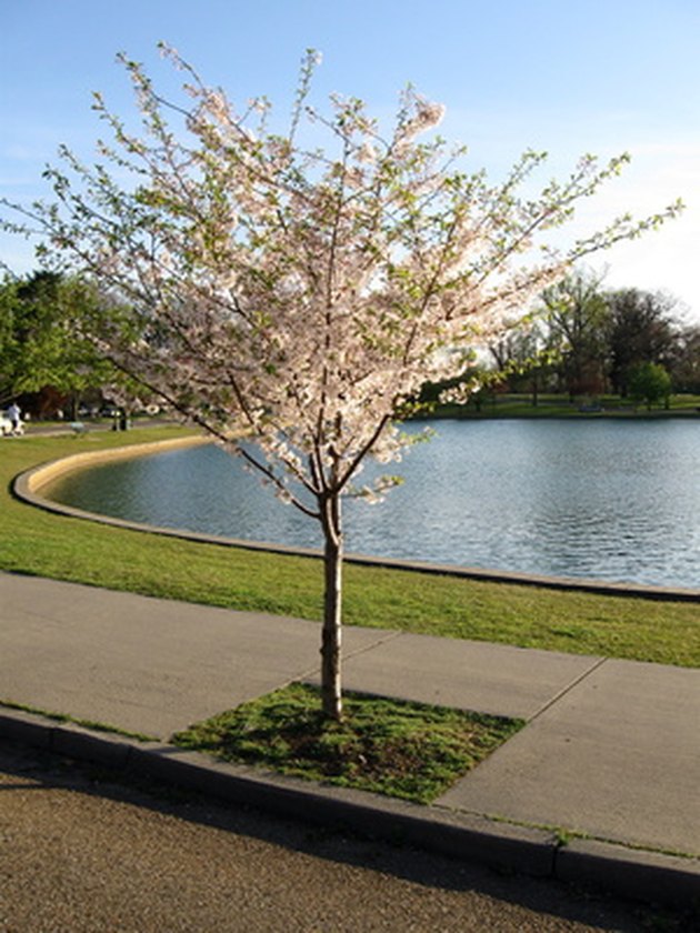 Dogwood Trees in Florida | Hunker