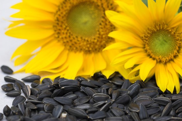 What Animals Eat Sunflower Seeds? | Hunker