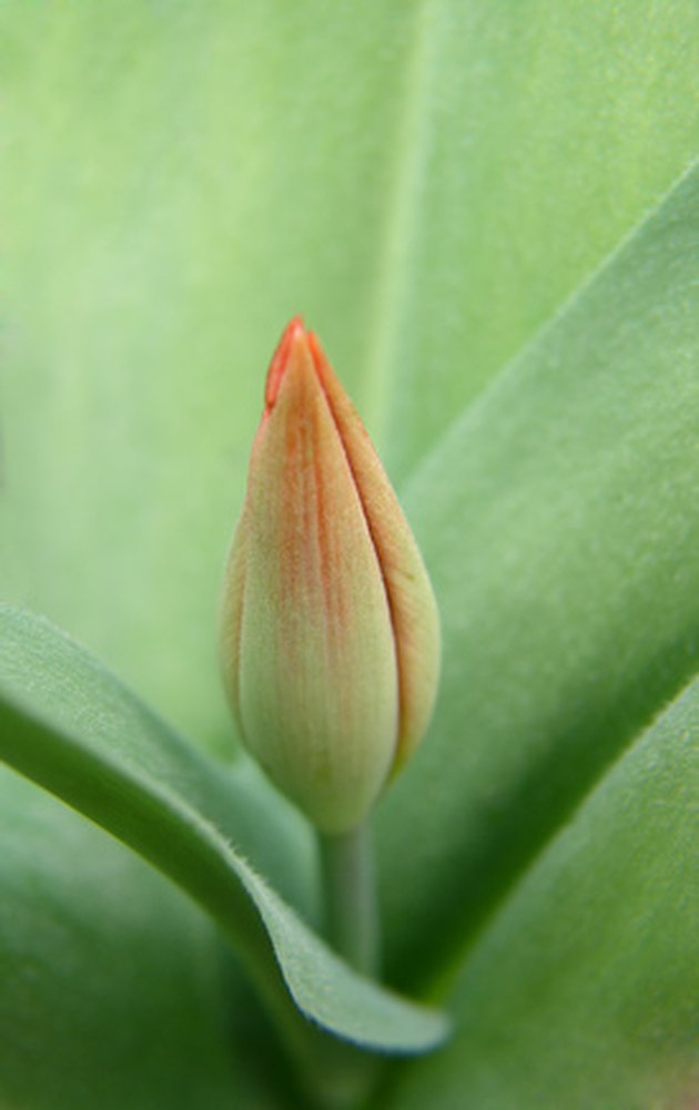 How to Label the Parts of a Tulip Flower | Hunker