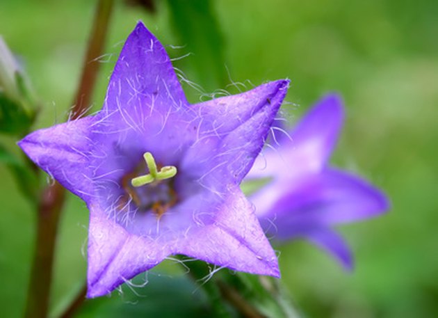 campanula