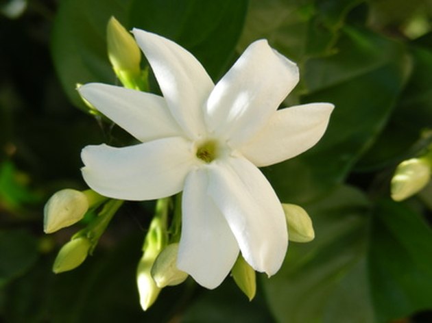 meaning-of-the-sampaguita-flower-hunker