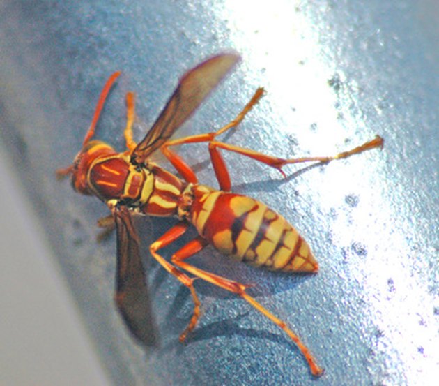 Identification of Wasps Hunker