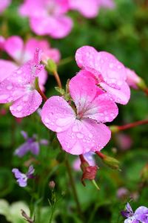 Annual Flowers for Acidic Soil Hunker