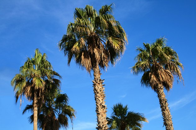 what-are-the-parts-of-a-palm-tree-hunker