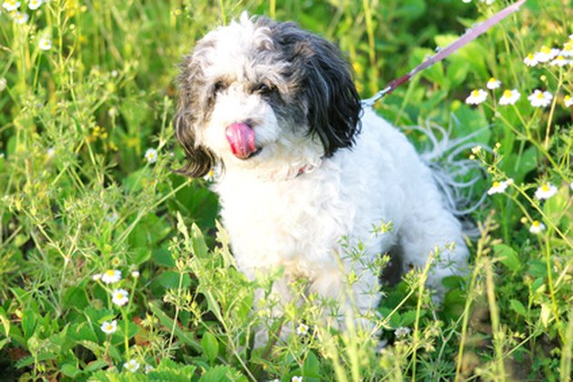 Animals That Eat Hibiscus Plants | Hunker