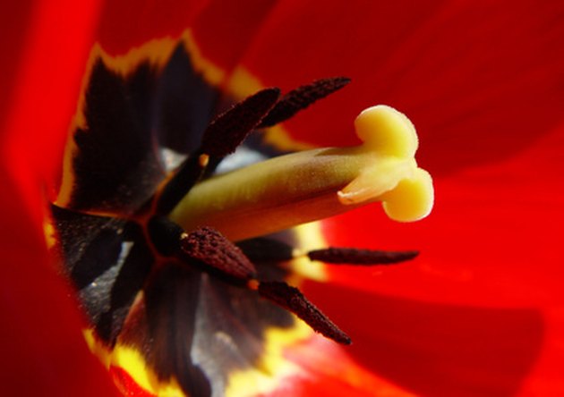 How to Label the Parts of a Tulip Flower | Hunker