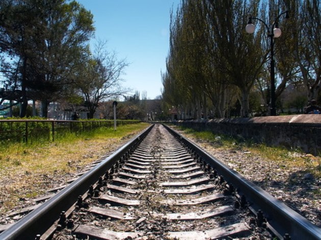 Railroad tracks between trees