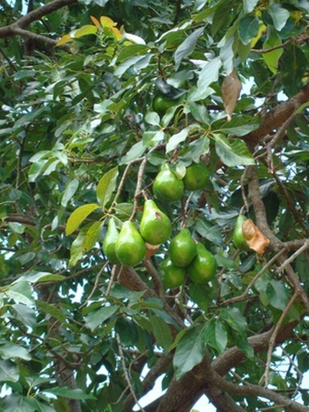 avocado fruits on a wild avocado tree