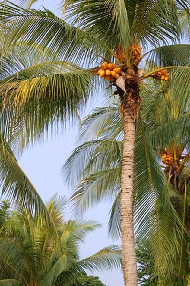 coconut-palm-tree-pictures-facts-on-coconut-palm-trees