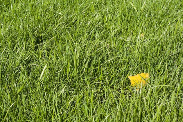 leech field leech field