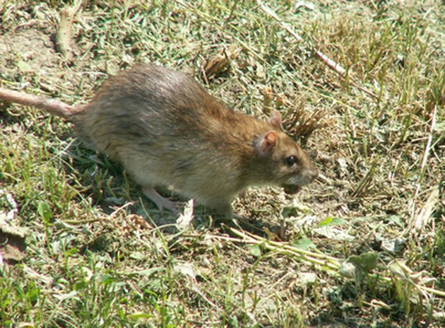 how-to-kill-field-rats-hunker