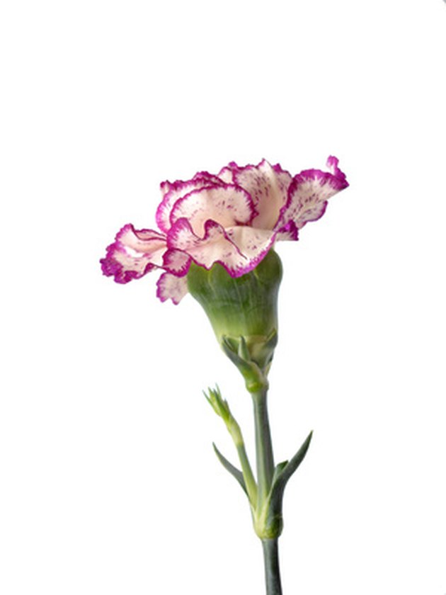 How Do Flowers Absorb Colored Water? Hunker