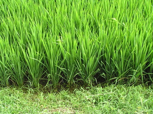 Parts of a Rice Plant | Hunker