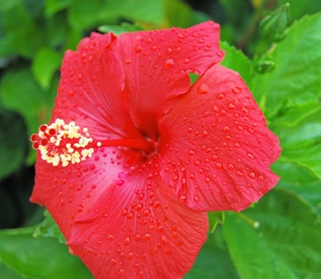 Caterpillars on Hibiscus