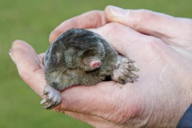 How to Identify Shrews, Moles & Voles | Hunker