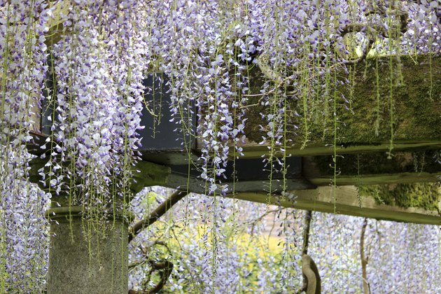 Chinese wisteria flowers (variety: wisteria floribunda) growing up garden pergola