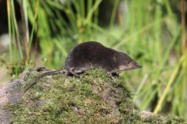 How to Identify Shrews, Moles & Voles | Hunker