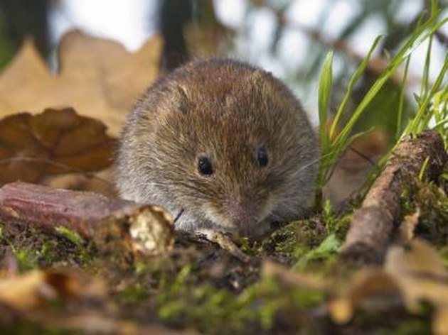 How to Identify Shrews, Moles & Voles | Hunker