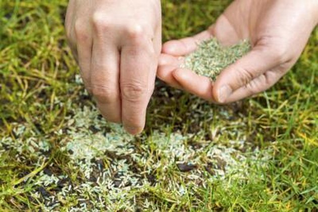 How Long To Leave Straw On Top Of New Grass Seeds Hunker