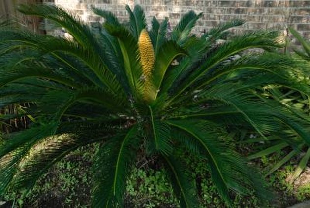 Why Is My Sago Palm Turning Yellow? | Hunker