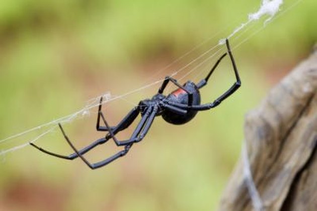 10 Most Poisonous Spiders Hunker