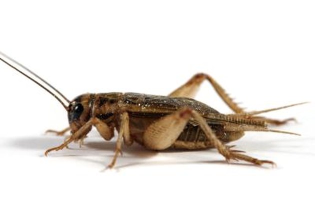 What Are Spider Crickets? | Hunker