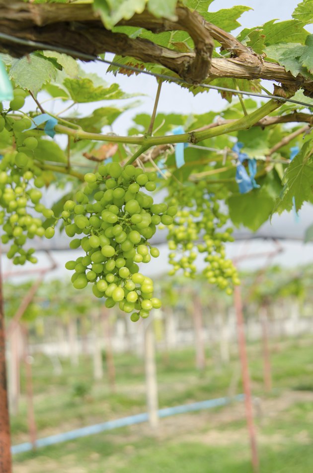 green grapes