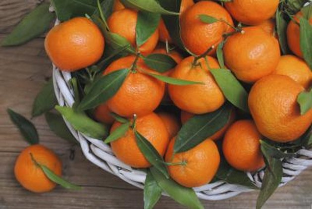 cutie orange trees for sale