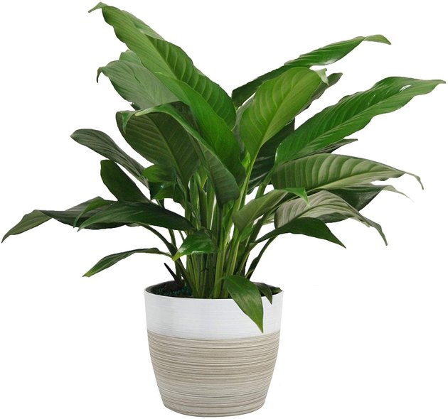 If you want a plant that looks good and helps clean around the house, consider a Peace Lily plant. This leafy wonder has air purifying properties and clean the air around it. Plus, this option comes in a white and natural planter, so there's no need to repot right away.