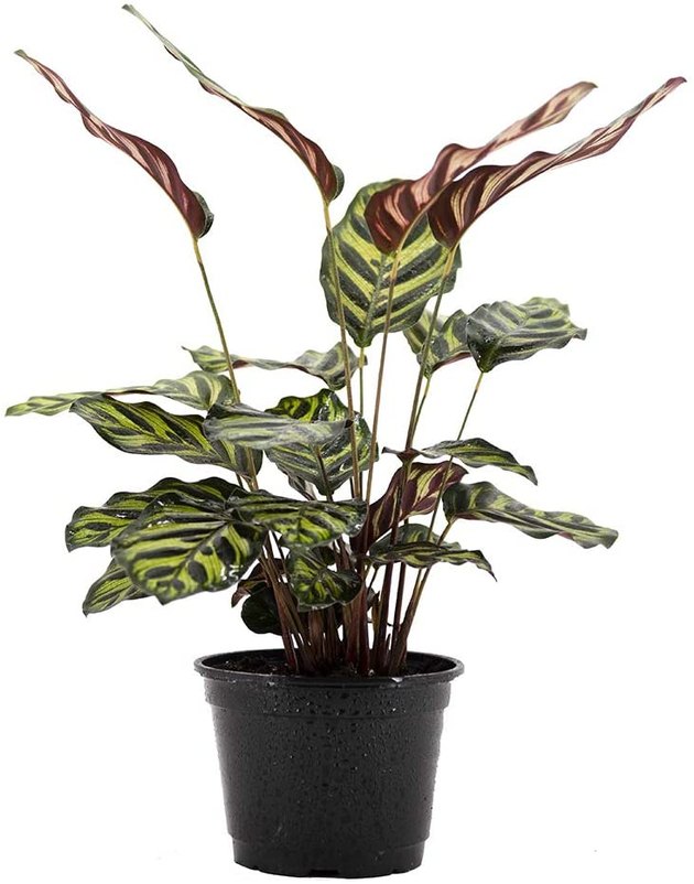 Unfortunately, a lot of plants can be toxic to pets. Luckily, there are plenty of options that are pet-friendly, like this Calathea Makoyana Peacock Prayer Plant. The Prayer Plant is not only completely adorable with pink and red accents on its leaves, but it also purifies the air and can add humidity to dry rooms.