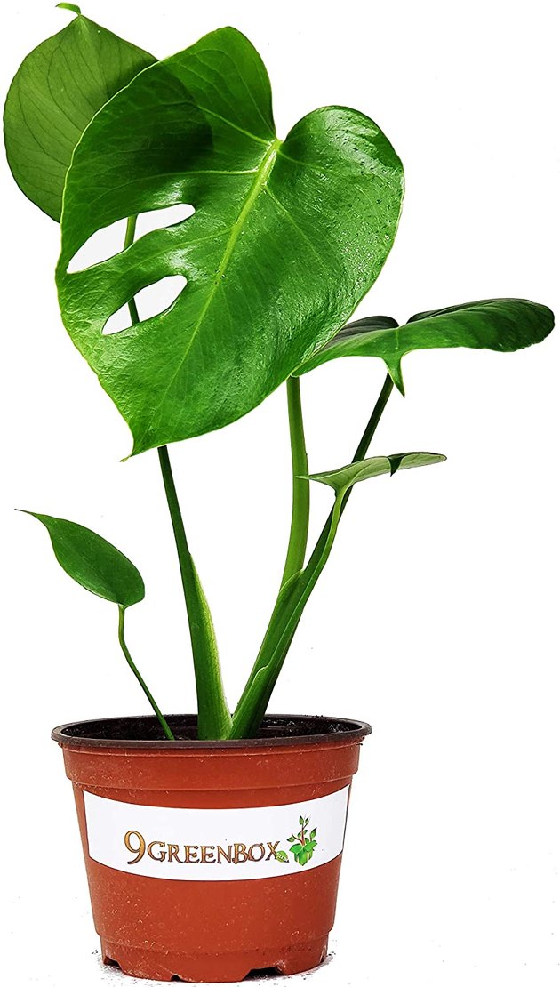 You've probably spotted lush Monstera plants all over homes as you scroll through social media, and it's no wonder. This stunning plant with unique split leaves work best in bright rooms and indirect sunlight. However, Monsteras love their humidity, so it's important to keep them hydrated.