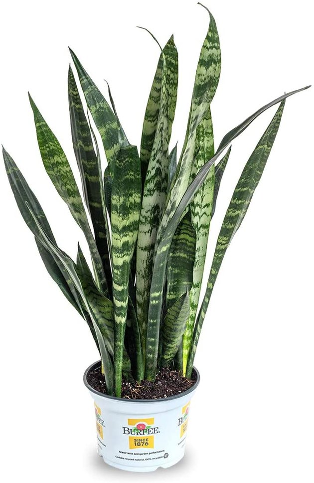 Desks can be pretty boring, but they don't have to be. Dress up your office space with a snake plant, which work well in low light and infrequent waterings.