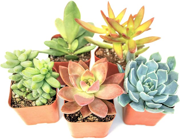 Here's a gift that plant lovers will enjoy. This 5-piece set from Plants for Pets features hand selected succulents packed in two-inch pots that your giftee can leave as is, transfer to their favorite planter, or use for a fun DIY home decor project.
