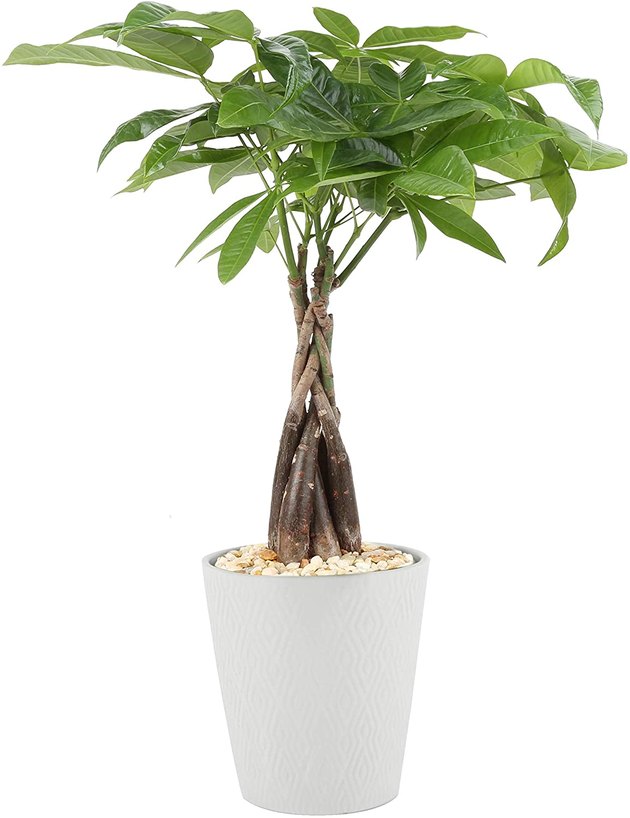 Appropriately named, the Money Tree symbolizes prosperity and is said to bring good luck to its owners. On top of its good vibes, the Money Tree is easy to take care of with bright, indirect sunlight and weekly waterings.