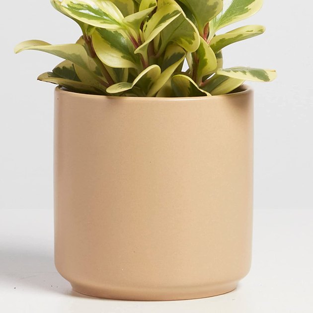Available in five matte colors, this 12-inch planter is just what your indoor plant needs. On top of having a modern look, each pot has a drainage hole with a rubber stopper.