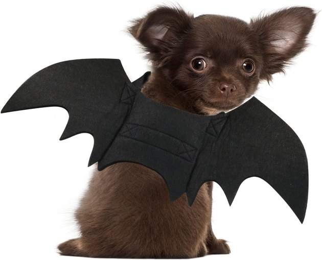 Made from lightweight felt and available in a range of sizes, this bat costume is designed to be both comfortable and cute.