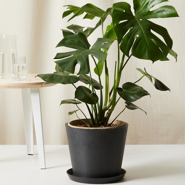Kick off your plant collection in style with this gorgeous Monstera.