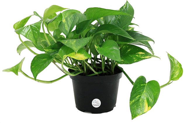 Pothos plants are ideal for beginners, as they're low maintenance and don't need much light. Even if you forget to water them for a little while, these plants are incredibly resilient. Plus, they help purify the air and are easy to propagate.